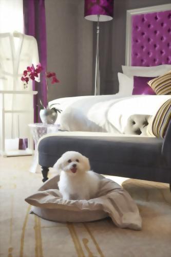 Book our V. I.P (Very Important Pet) Package and bring your beloved pup with you to Aria Hotel Budapest.